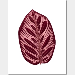 Calathea Makoyama Leaf Posters and Art